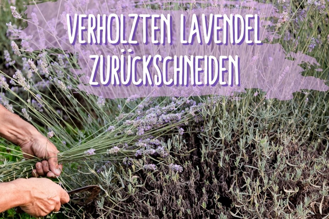 verholzten Lavendel schneiden - Titel