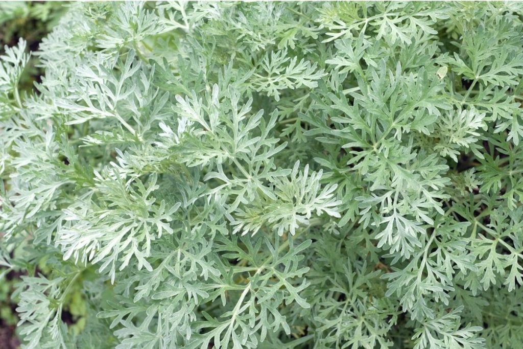 Gute Nachbarn für Schnittlauch - Wermut (Artemisia absinthium)