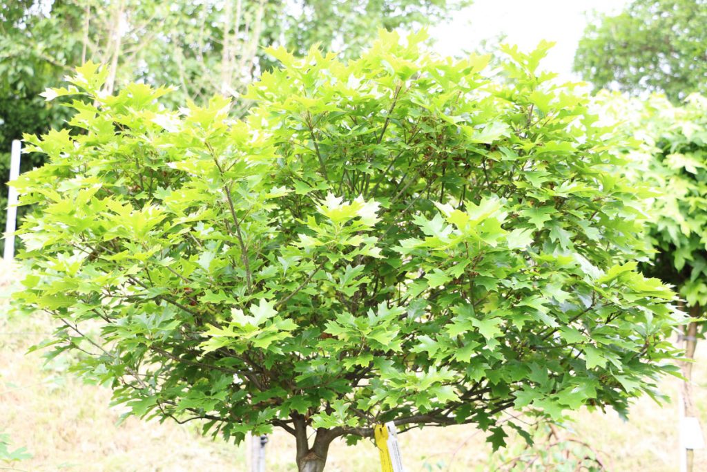Zwerg-Sumpfeiche - Quercus palustris 'Green Dwarf'