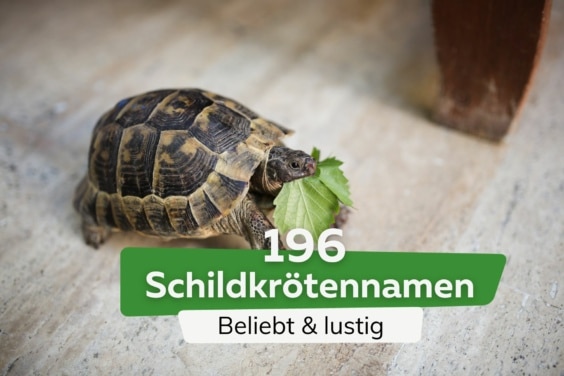 196 beliebte und lustige Schildkröten-Namen