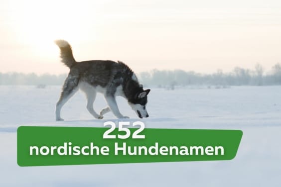 252 nordische Hundenamen für Hündin und Rüden