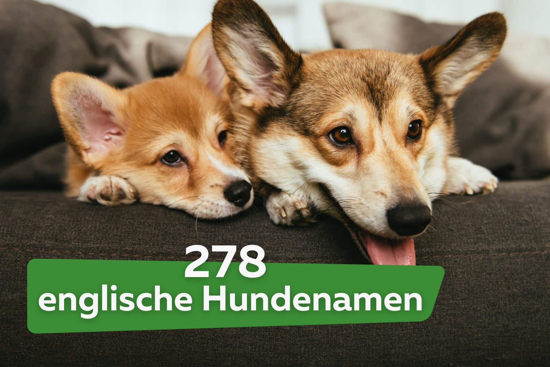 278 englische Hundenamen für Hündin und Rüden