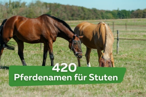 420 schöne Pferdenamen für Stuten von A-Z