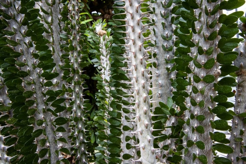 Alluaudia procera, Caudex-Pflanze