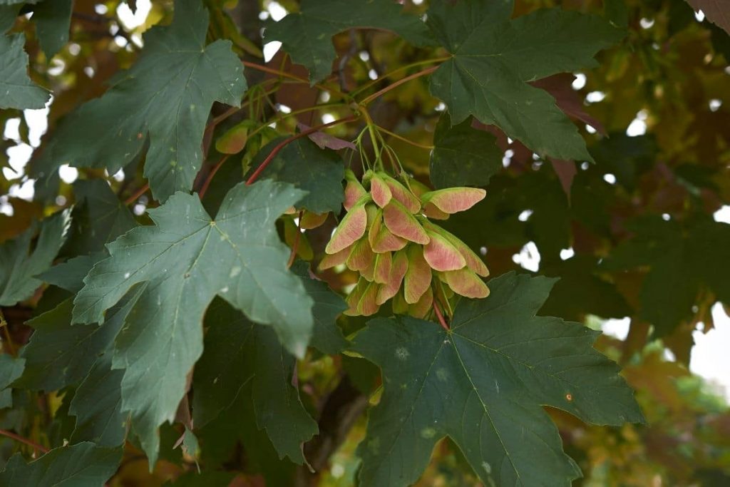 Bergahorn (Acer pseudoplatanus) schattenspendende Bäume