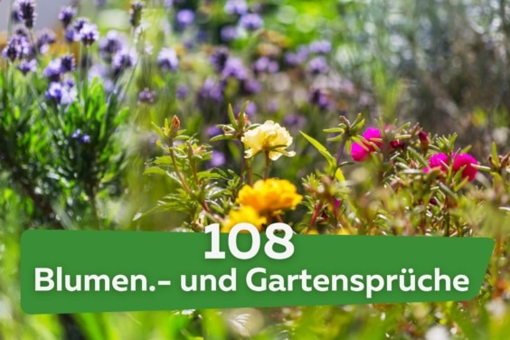 Blumen und Garten: 108 Zitate und Sprüche
