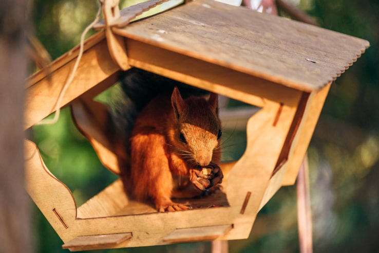 Eichhörnchen frisst Nüsse