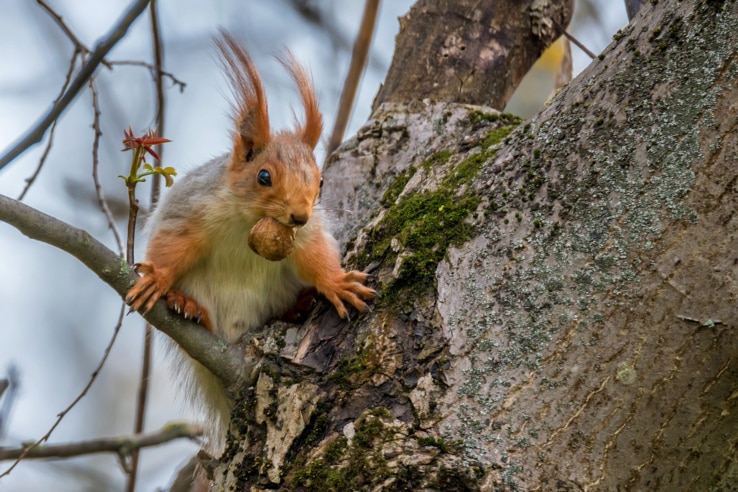 Eichhörnchen mit einer Nuss auf dem Baum