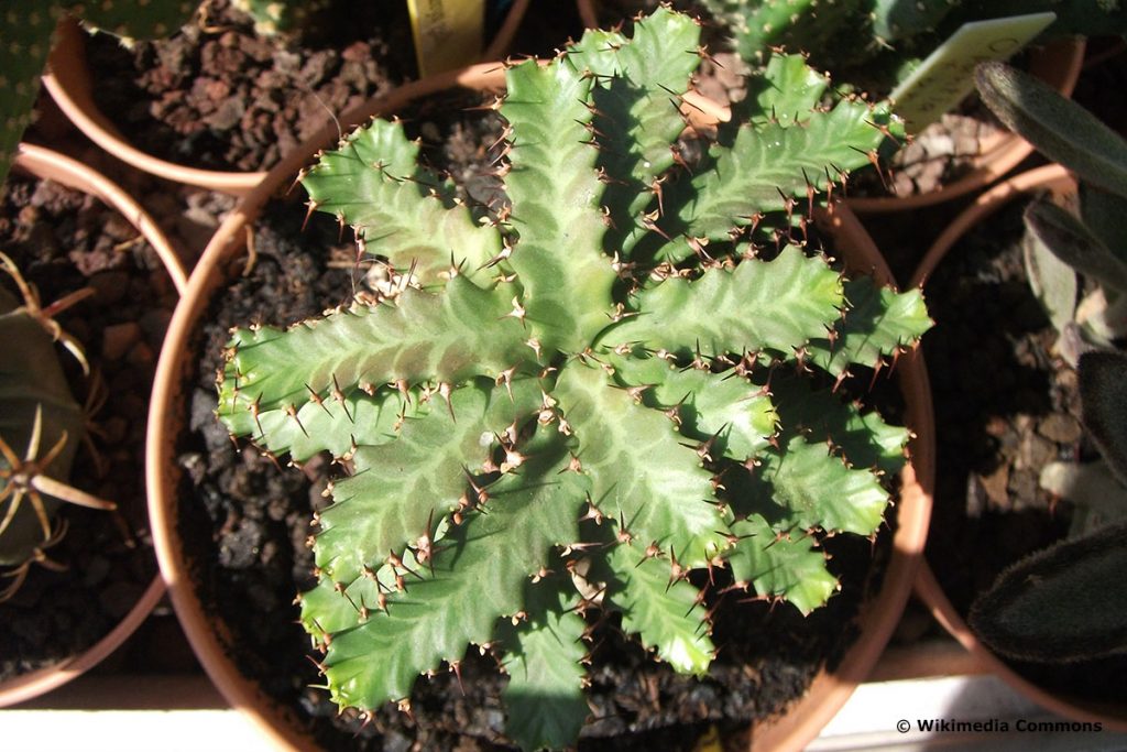 Euphorbia stellata, Caudex-Pflanze