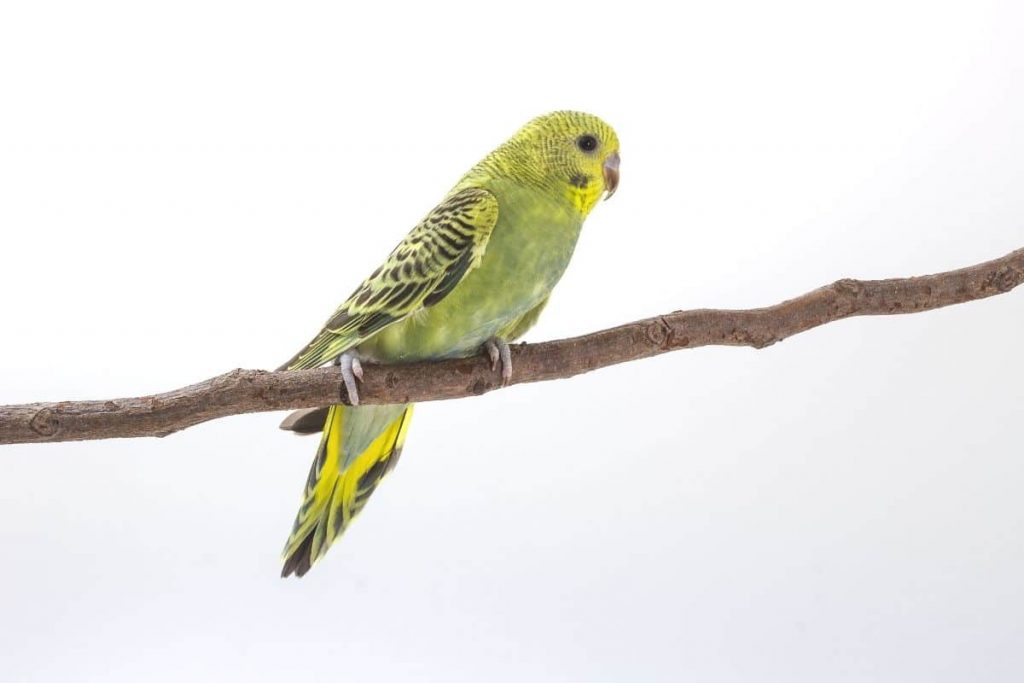 gelb-grüner Vogel