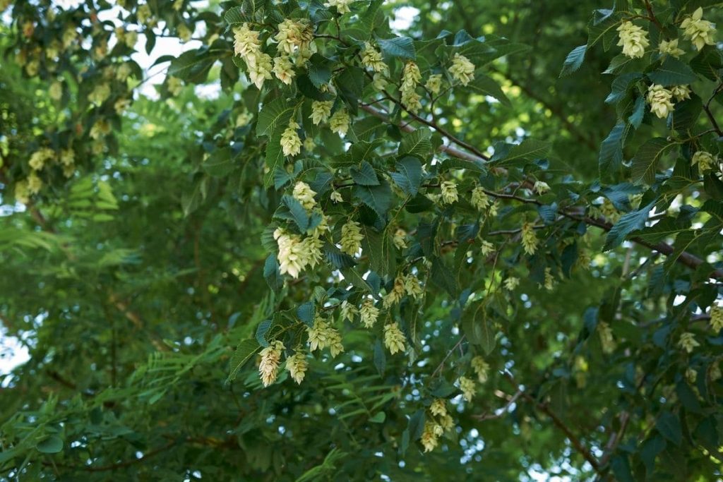 Hopfenbuche (Ostrya carpinifolia)  schattenspendende Bäume