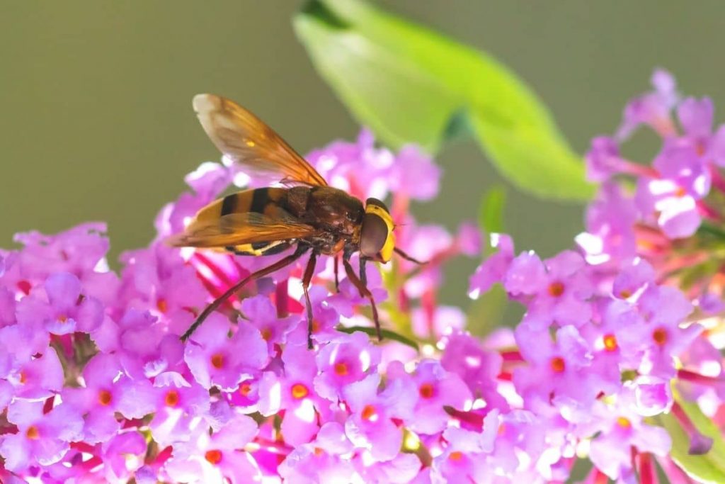 Hornissenschwebfliege auf Blume