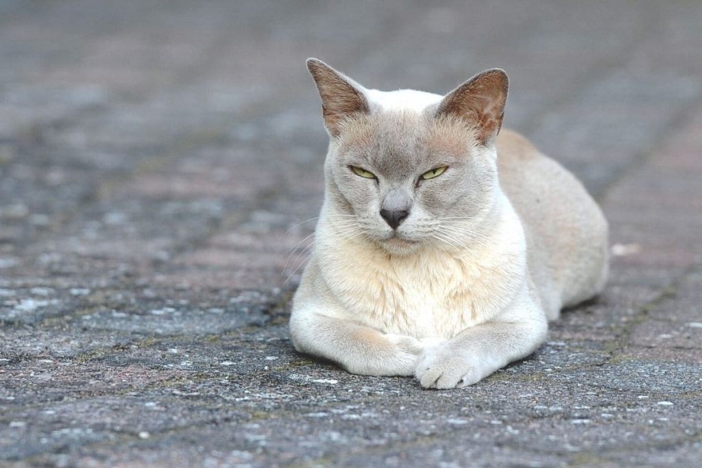 helle Katze, deren Katzenname mit Bedeutung ihr Aussehen widerspiegelt
