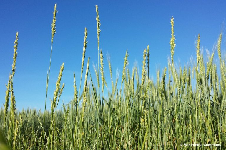 Hilfe, mein Rasen blüht: 10 blühende Gräser