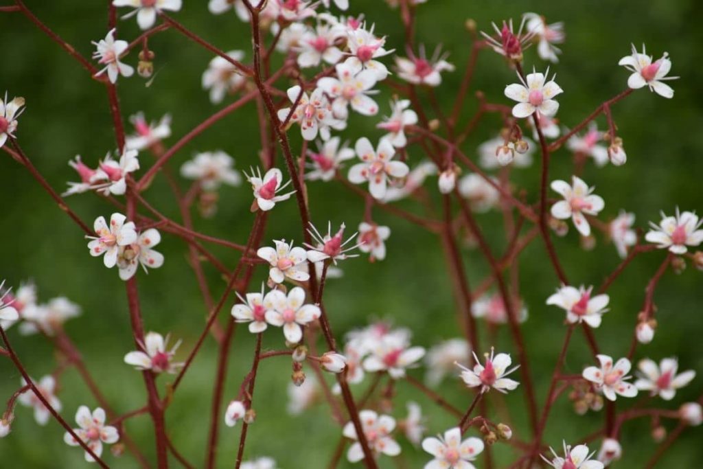 Porzellanblümchen (Saxifraga x urbium), Bodendecker für saure Böden