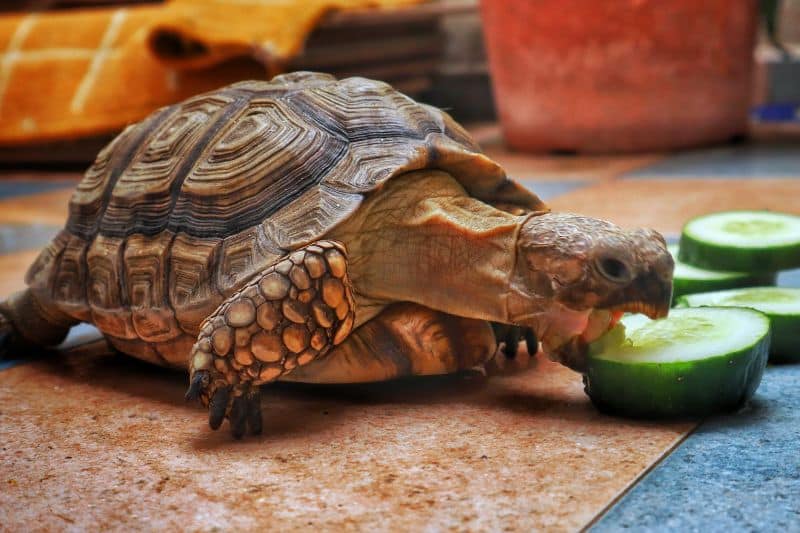 Schildkröte frisst Gurke
