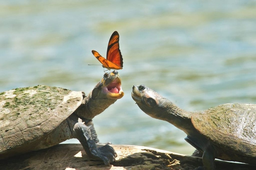 zwei Schildkröten mit Schmetterling