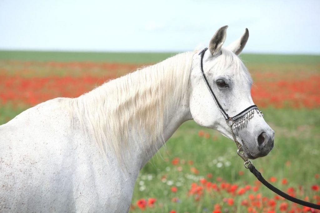 weißes Pferd auf Mohnfeld