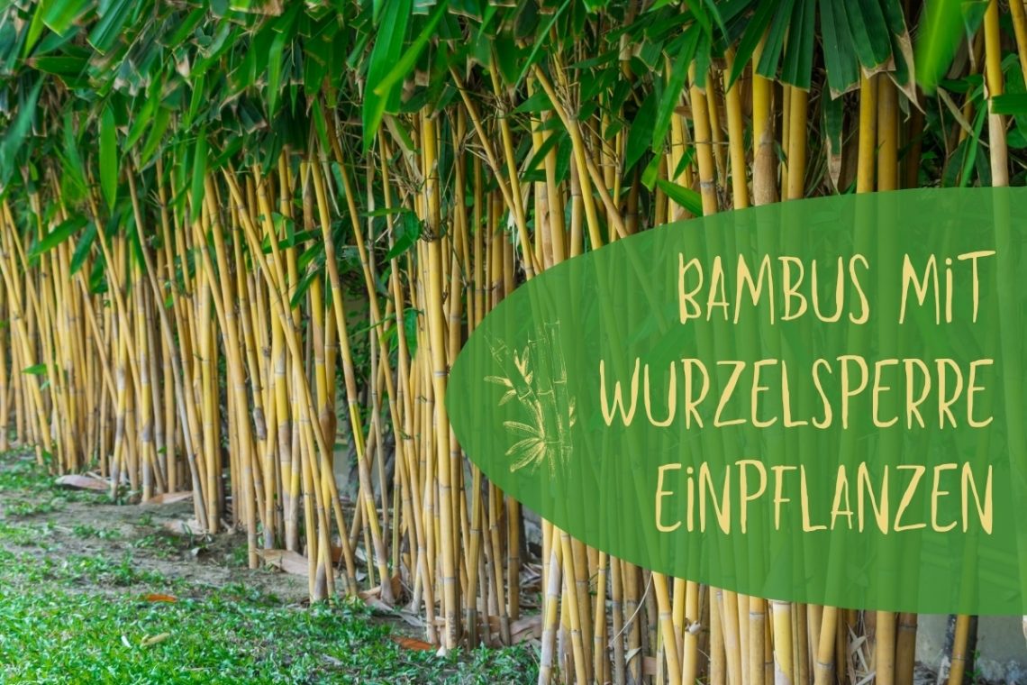 Bambus mit Wurzelsperre pflanzen - Titel