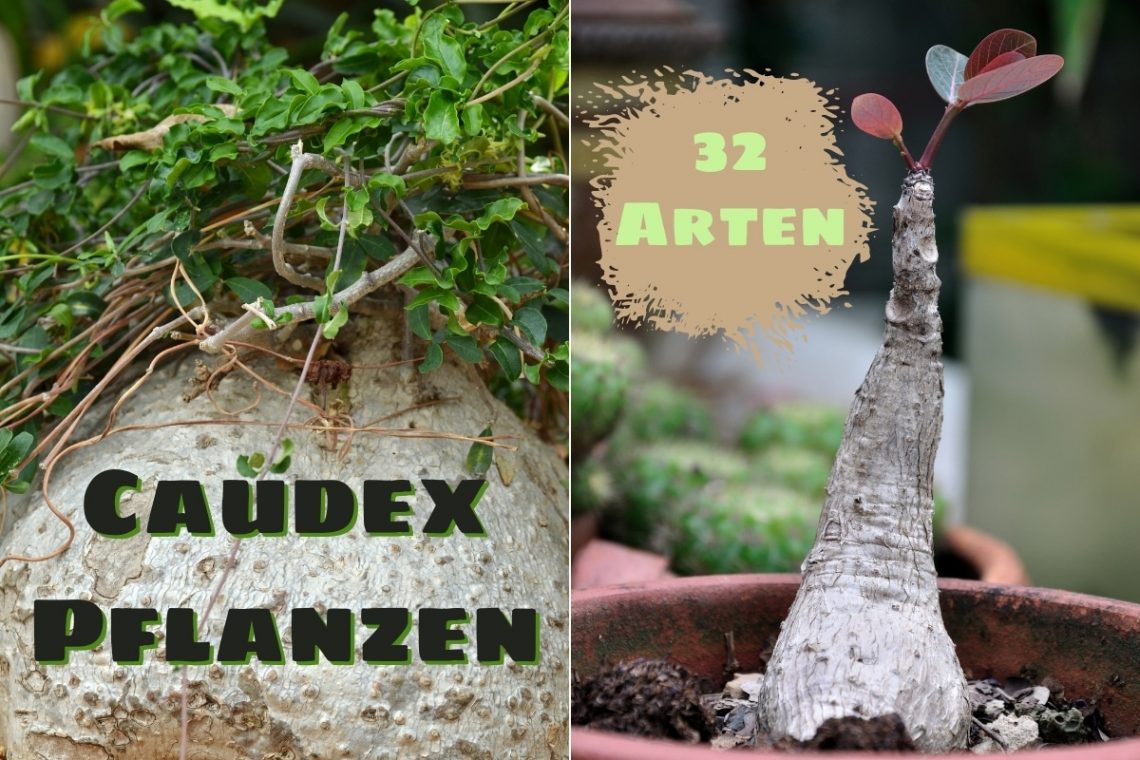 Caudex-Pflanzen - Titel