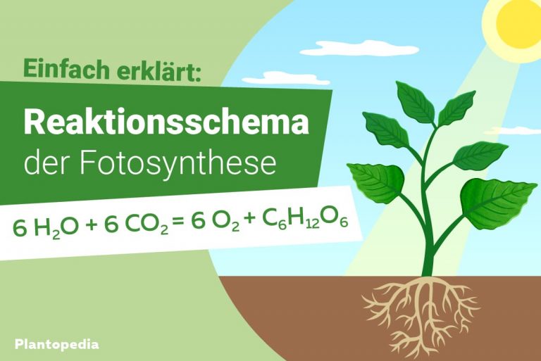 Reaktionsschema Fotosynthese - Titel