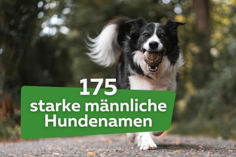175 starke männliche Hundenamen für Rüden