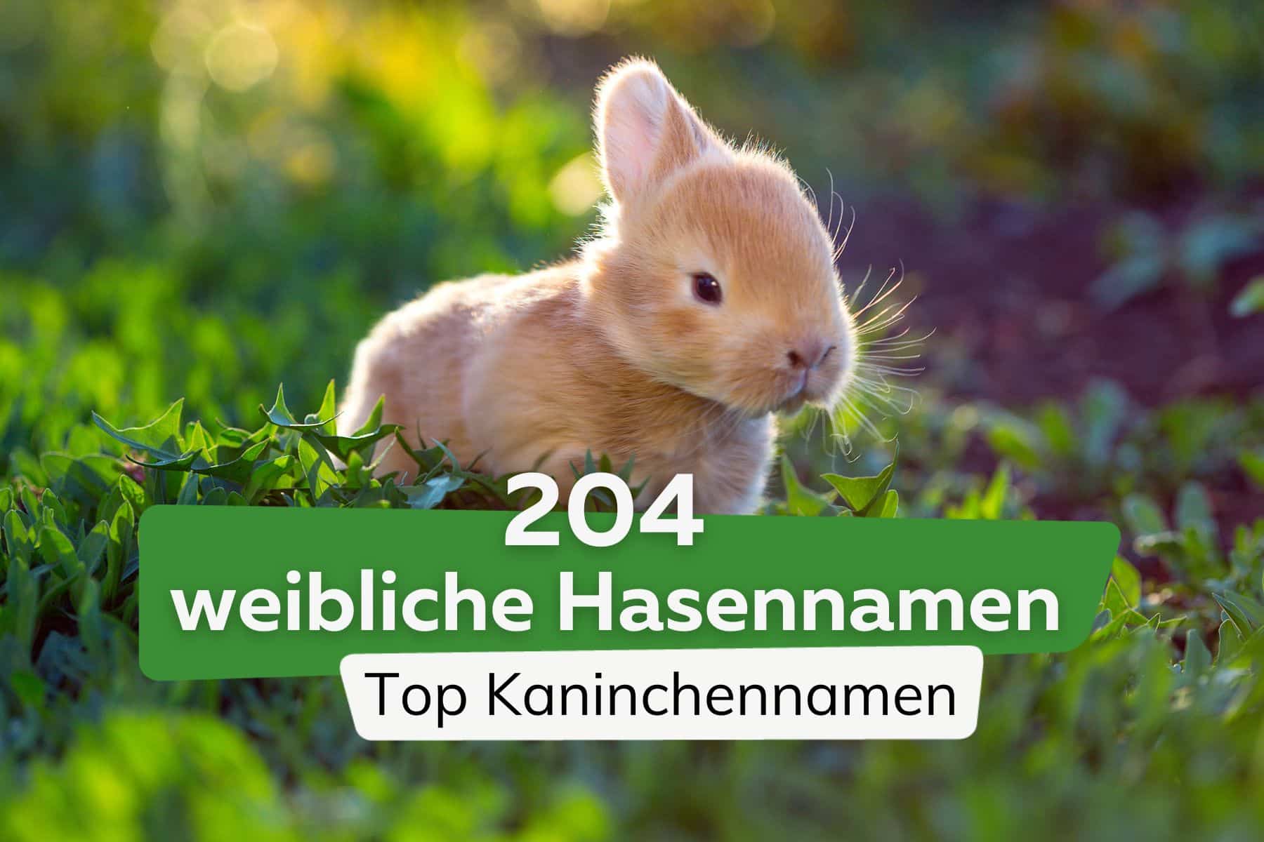 204 süße weibliche Hasennamen | Top Kaninchennamen