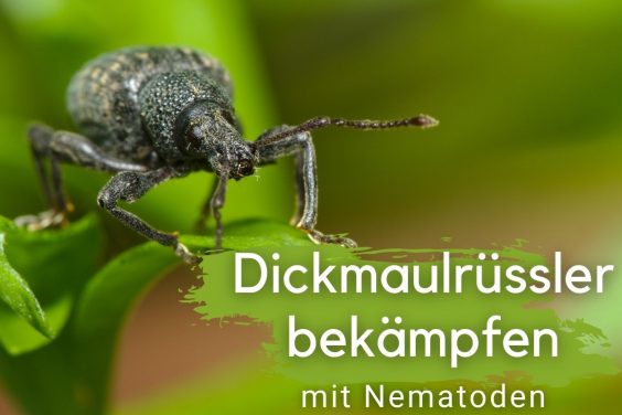 Dickmaulrüssler mit Nematoden bekämpfen - Titelbild