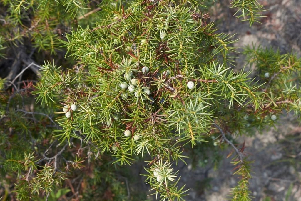 Alternativen Kirschlorbeer - Gemeiner Wacholder (Juniperus communis)
