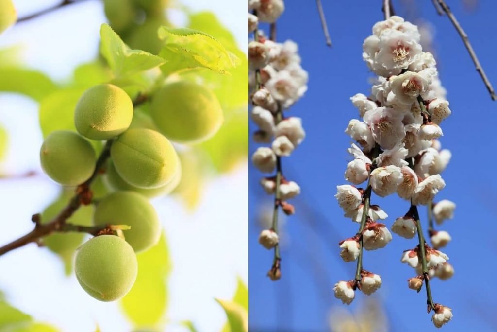 Japanische Aprikose / Ume (Prunus mume)
