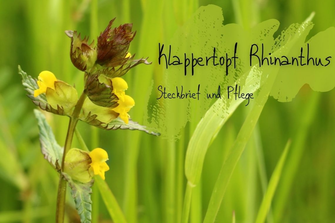 Klappertopf (Rhinanthus) - Titelbild