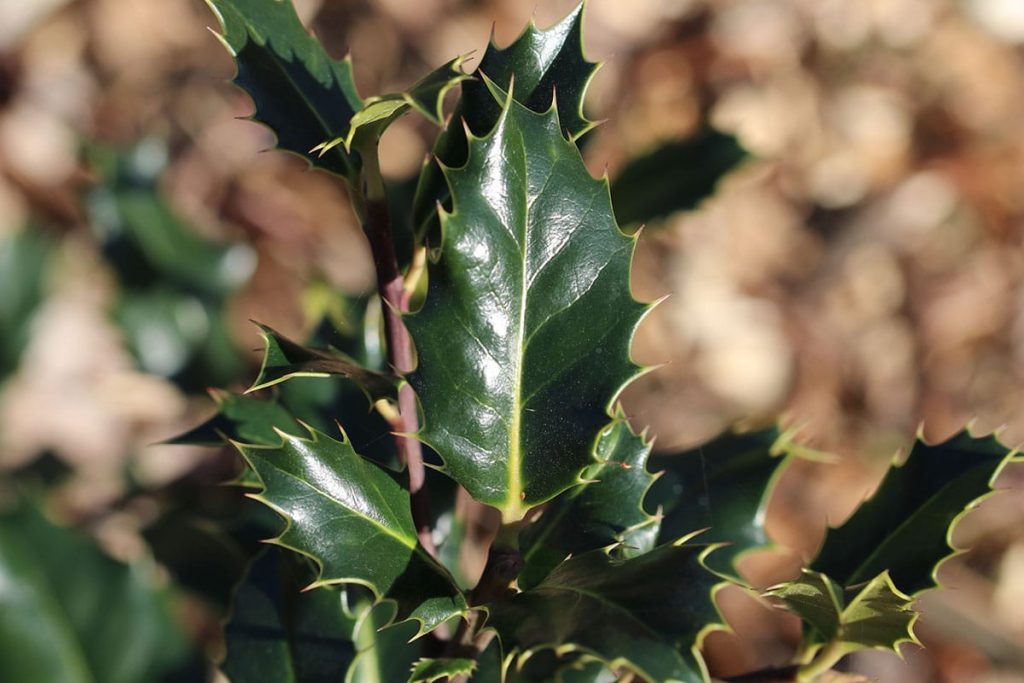 Alternativen Kirschlorbeer - Europäische Stechpalme (Ilex aquifolium)