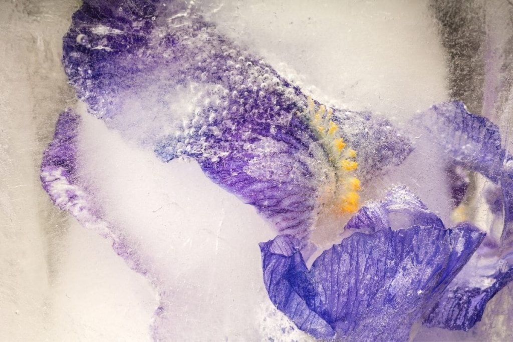 Eingefrorene Iris-Blüte