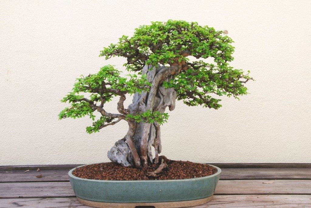 alter Mini-Baum