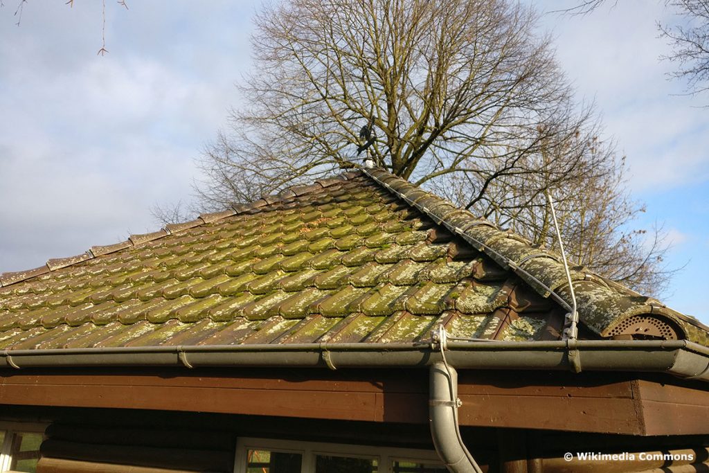 Grünbelag auf dem Dach