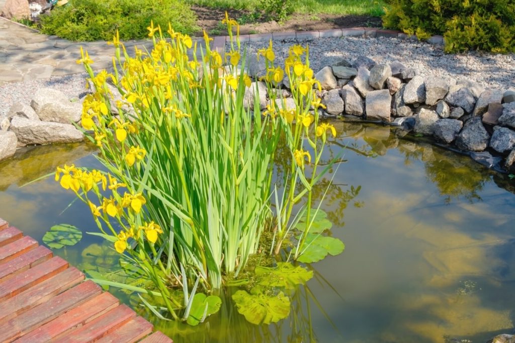 gelbe Sumpf-Schwertlilie