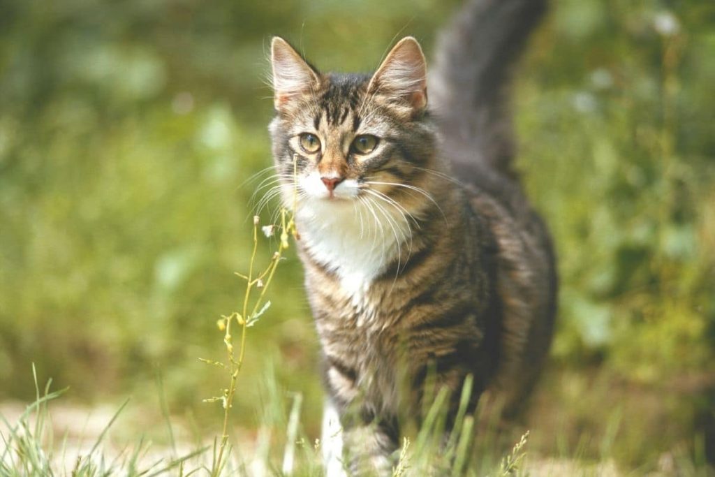 grau melierte Katze streift durch Gras