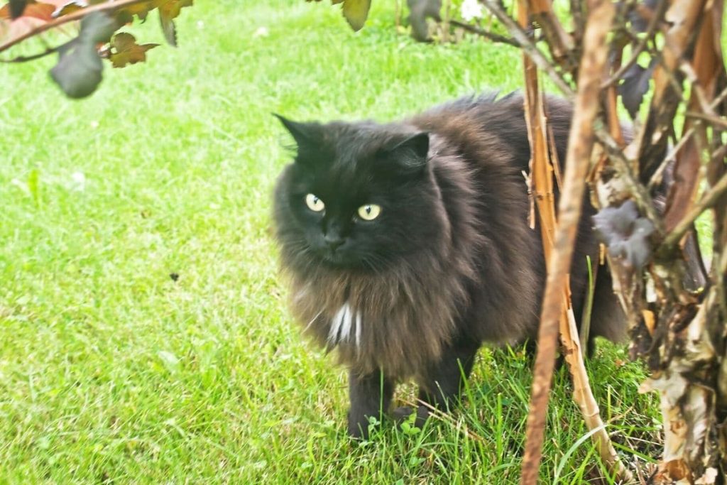 schwarze Katze im Garten