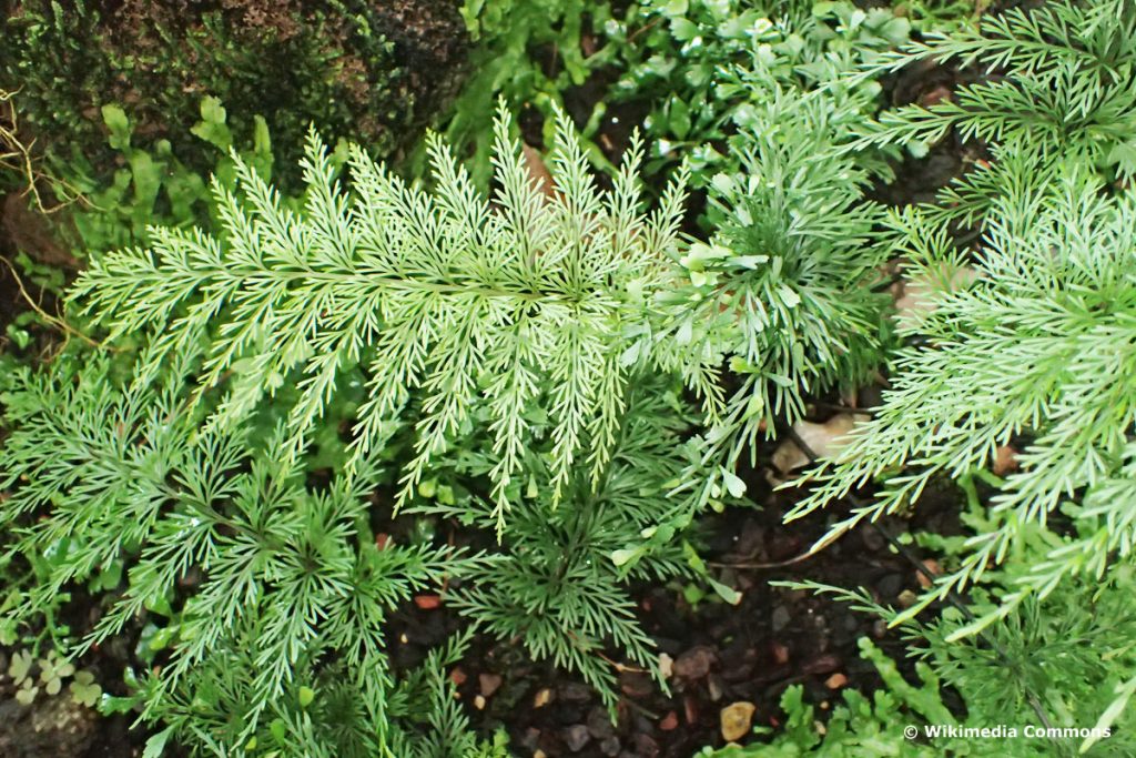 Möhrenblättriger Streifenfarn (Asplenium daucifolium)