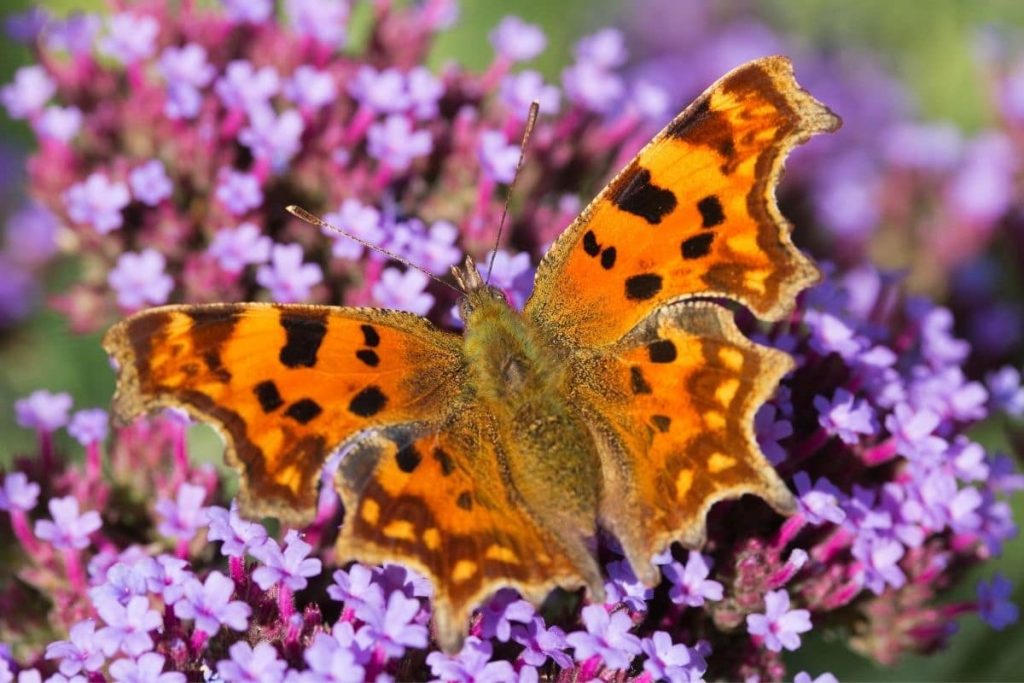 Schmetterling an Blüte des Eisenkrauts