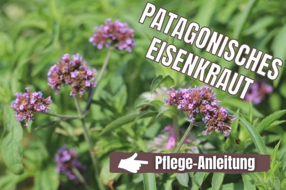 Patagonisches Eisenkraut (Verbena bonariensis)