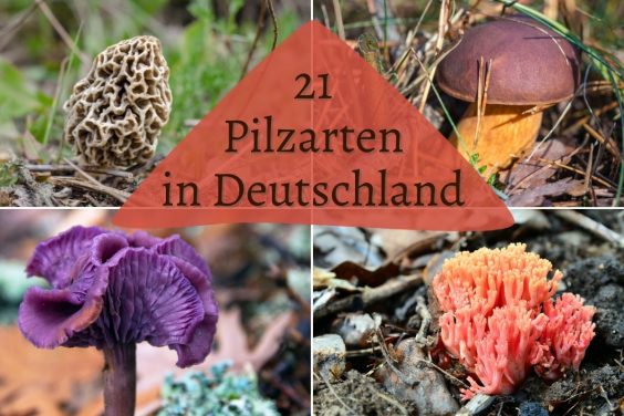 Pilzarten in Deutschland - Titel