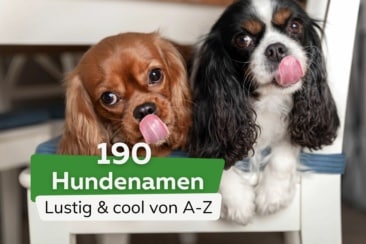 190 lustige und coole Hundenamen von A-Z | zwei Hunde die ihre Nasen lecken