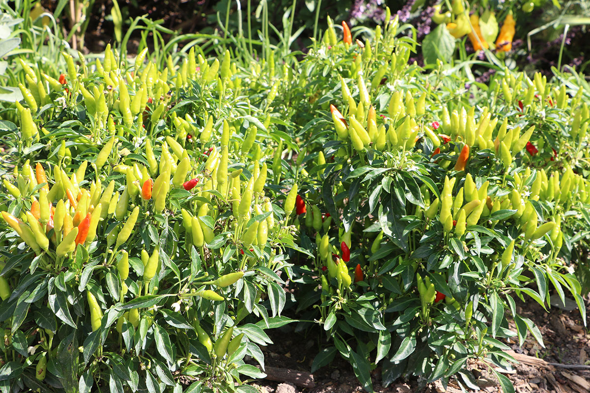 Chili und Paprika (Capsicum annuum)