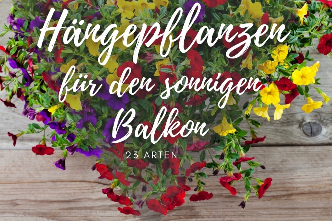 Hängepflanzen für den sonnigen Balkon | 23 Arten - Titelbild
