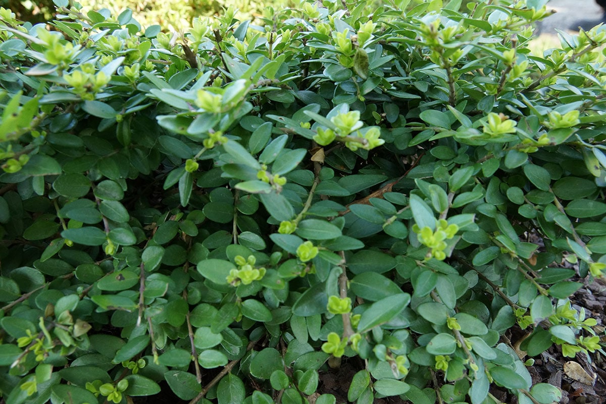 Winterharte Hängepflanzen: Heckenmyrte (Lonicera nitida 'Maigrün')