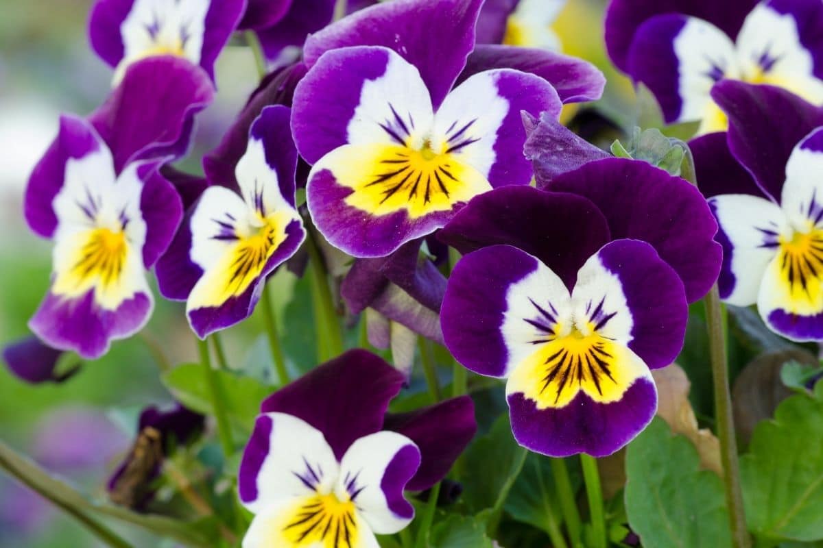 Hornveilchen (Viola cornuta)