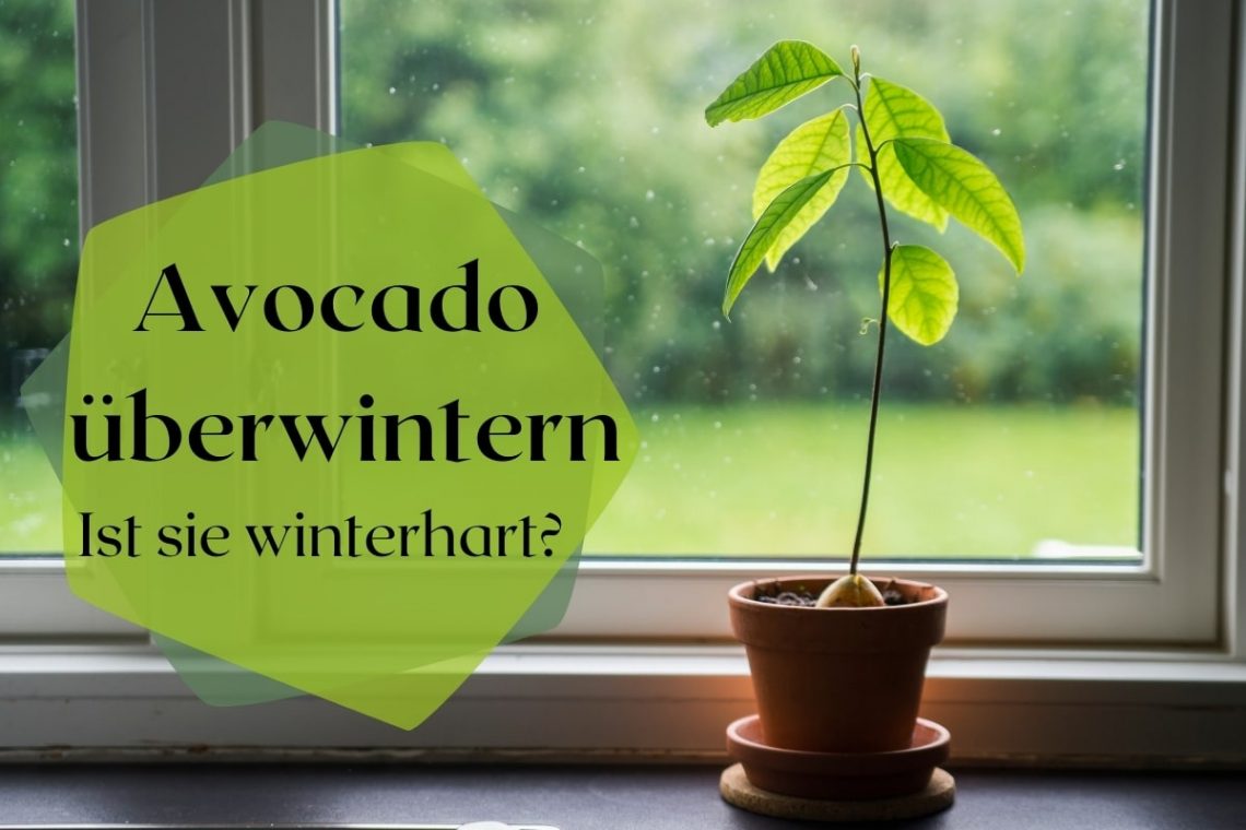 How to Avocado überwintern - Ist sie winterhart? Titelbild