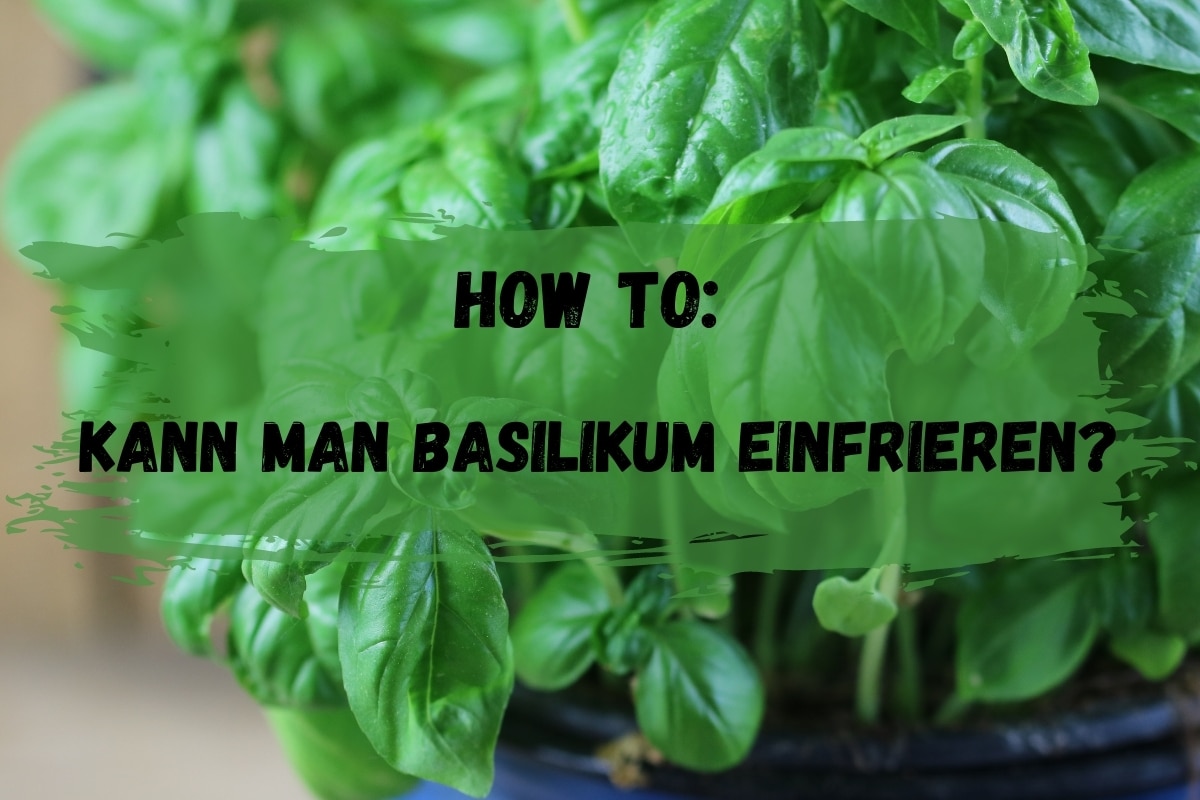 How to: Kann man Basilikum einfrieren? Titelbild