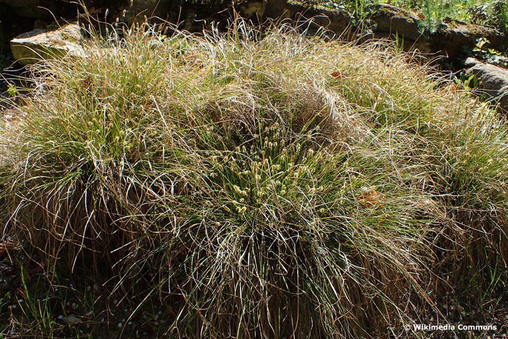 Winterharte Hängepflanzen: Immergrüne Schatten-Segge (Carex umbrosa)